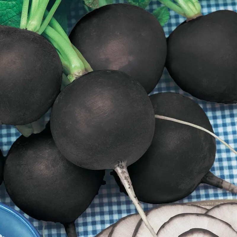 100+ BLACK SPANISH ROUND RADISH SEEDS – HEIRLOOM – ORGANIC – NON GMO – FRESH
