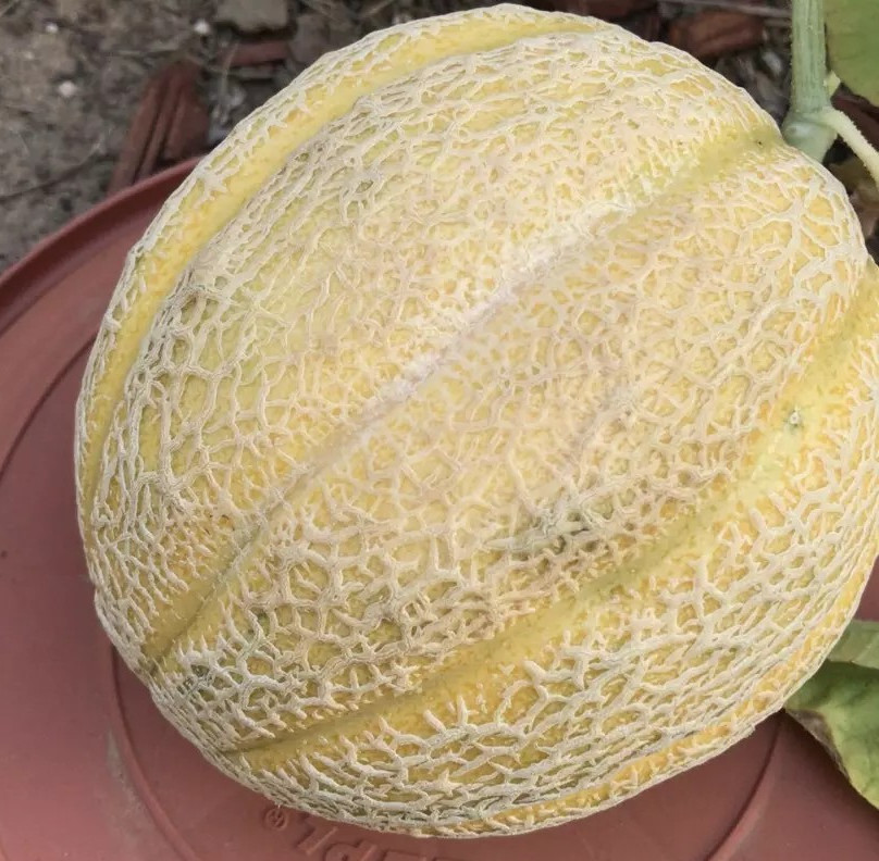 50+ Hales Best Jumbo Cantaloupe Seeds —– LARGE – Heirloom – Organic – NON GMO