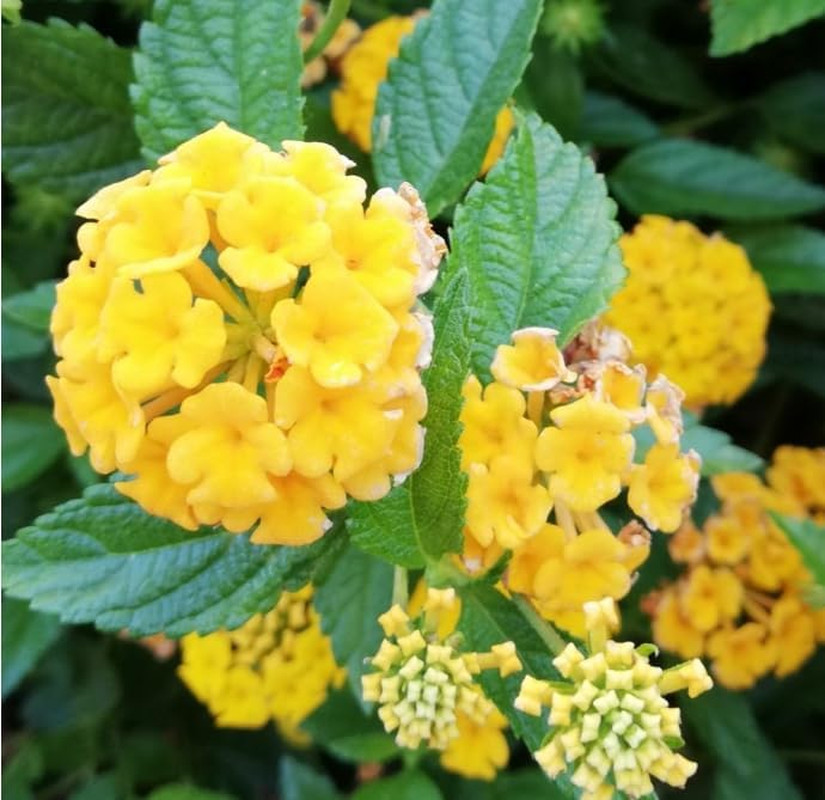 300+Perennial Mix Lantana Camara Flowers Seeds for Planting Outdoors Home Garden