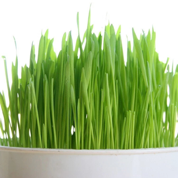 Wheat Grass / Cat Grass Seeds ~ Non-GMO Heirloom ~ Amounts 5 Pounds