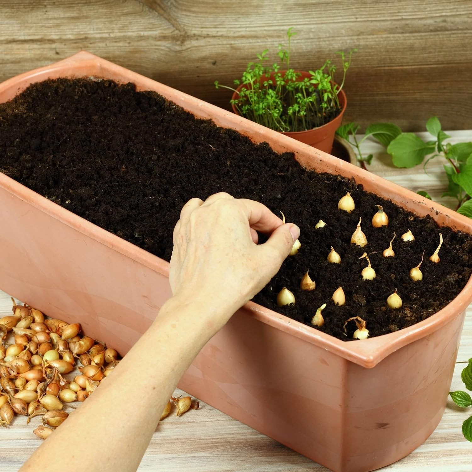 High Germination 50+ Count Mixed Onion Set – Red, Yellow & White Varieties