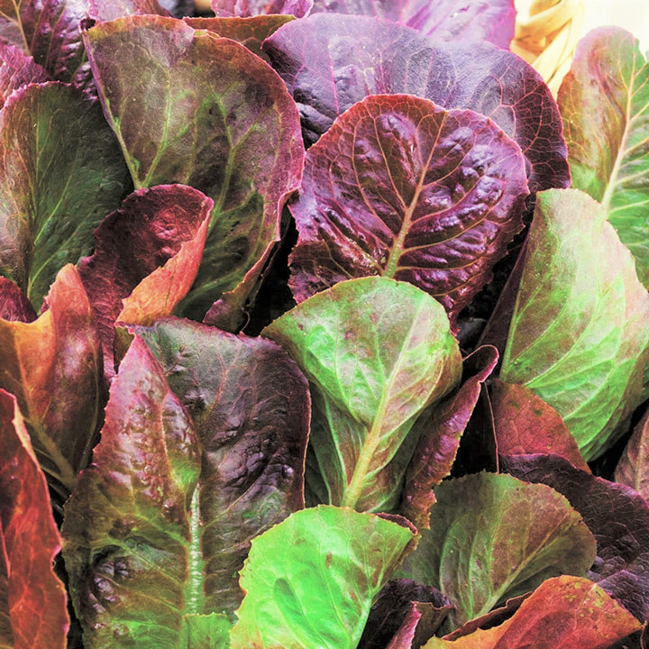 Cimmaron Red Romaine Lettuce Seeds | Lactuca Cos Leaf Green Vegetable Seed 2024