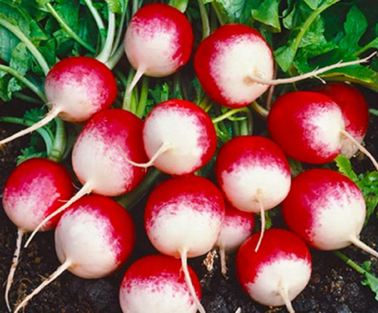 Sparkler Radish Seeds 200+ SEEDS NON-GMO–BUY 4 ITEMS FREE SHIPPING!!!!!!