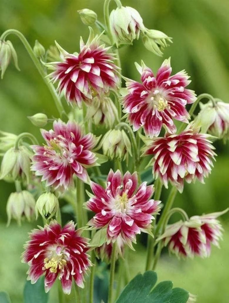 100+ Nora Barlow Columbine Seeds Cold Resistant Double Flowers Garden Planting