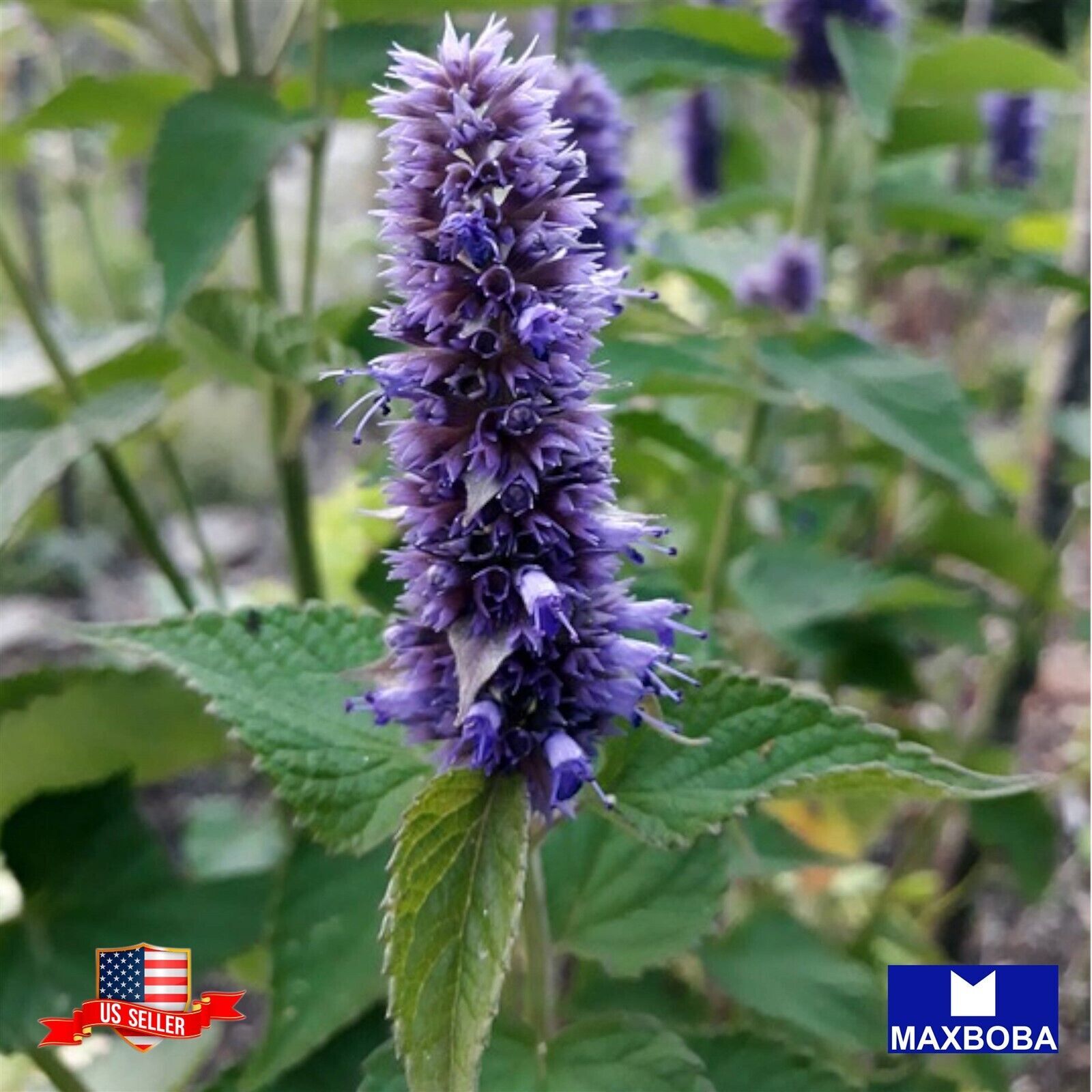 3000+ Agastache Seeds Korean Mint Heirloom Non-GMO BOGO 50% OFF