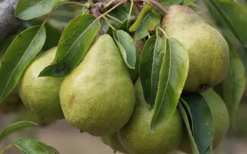25+ Packham’s Triumph Pear Seeds for Garden Planting – USA – FREE SHIPPING!