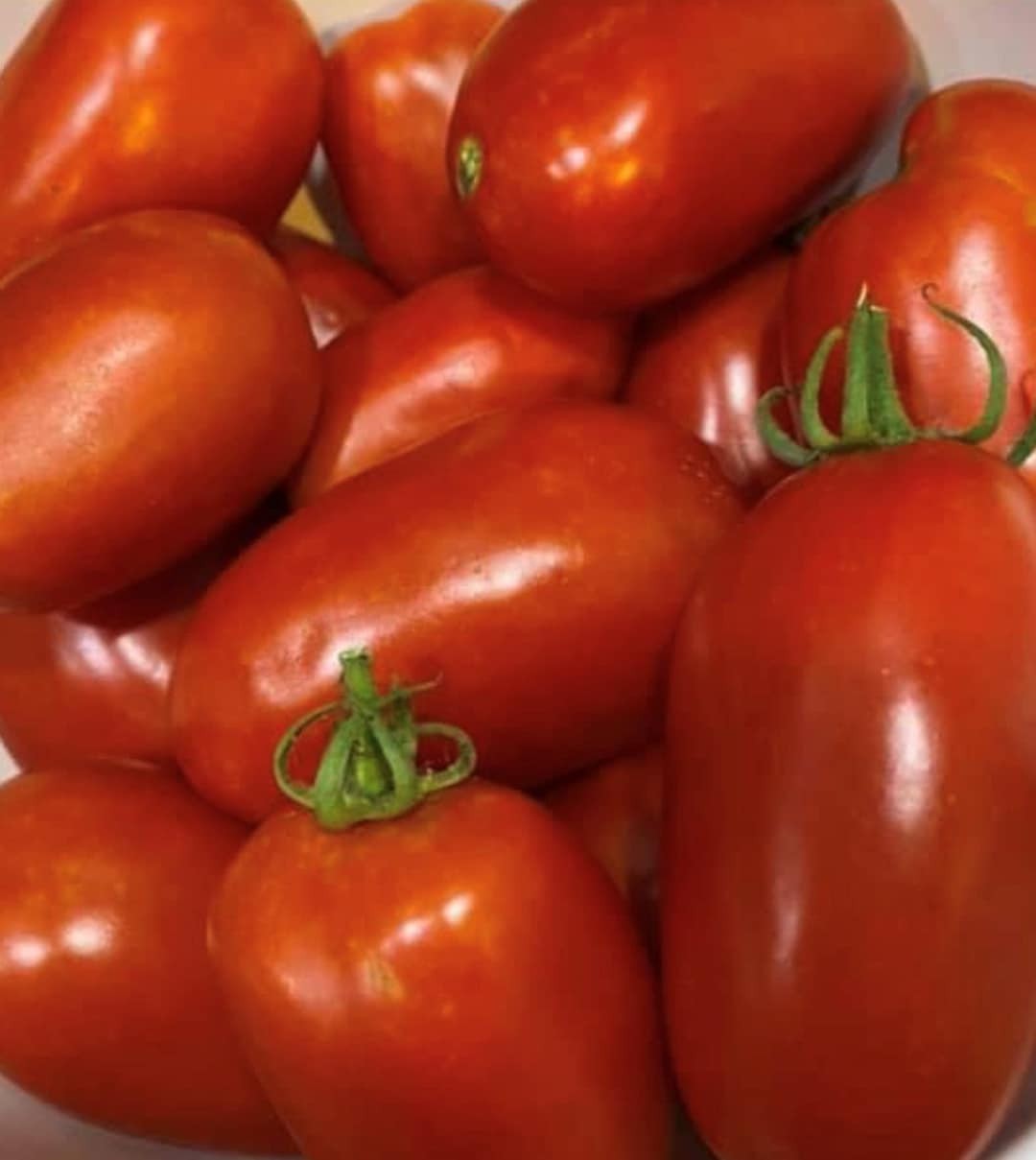 San Marzano Paste Tomato Seeds, Organic. 50 Seeds Free Shipping!