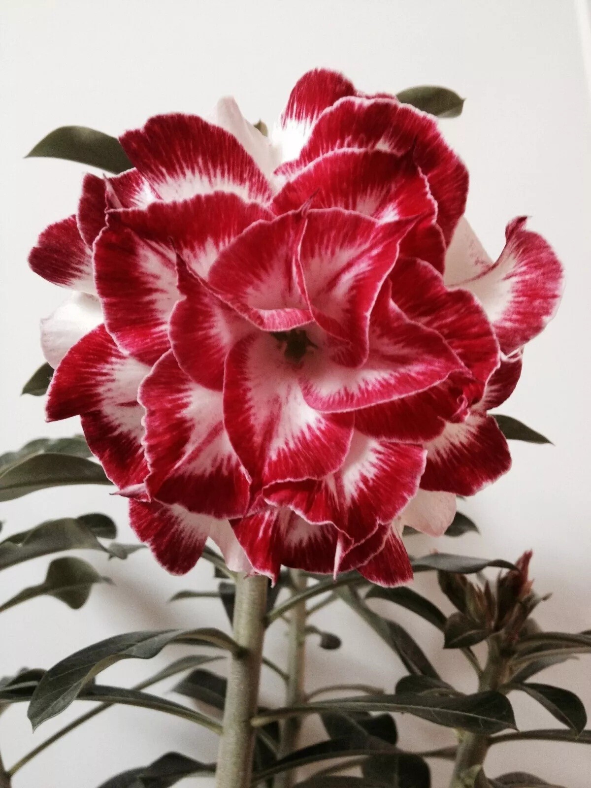 4DBL Red White Desert Rose Seeds Adenium Obesum Flower Perennial Seed US SELLER