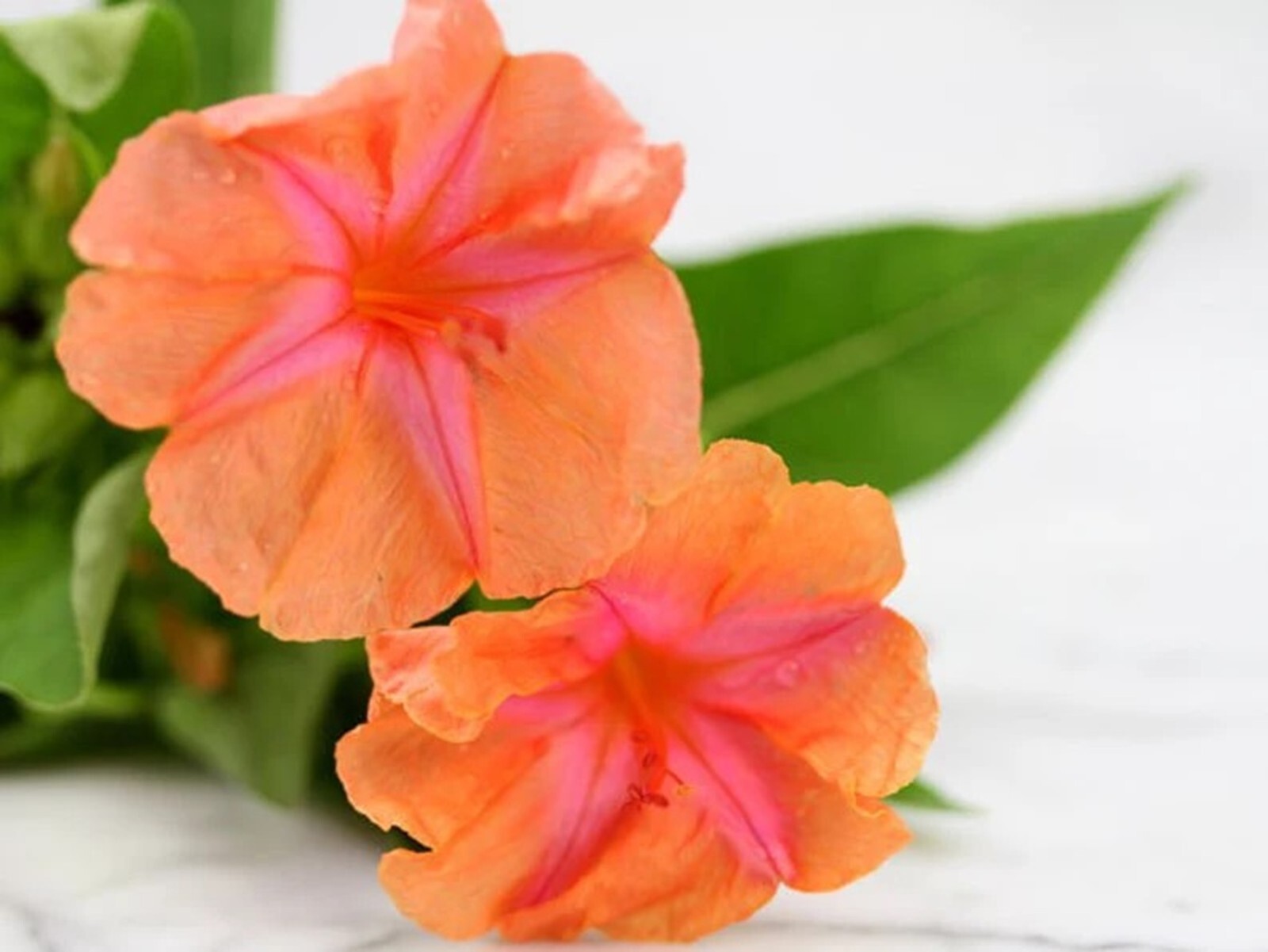 25 Sunset 4 O’Clock Seeds Fragrant Flowers Perennial Mirabilis Jalapa