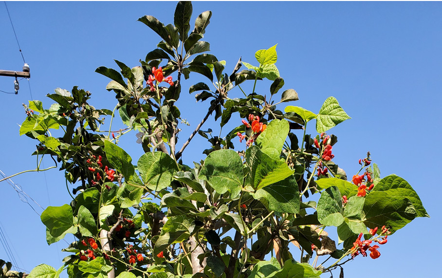 Scarlet Pole Runner Bean 15-100 Seed ORGANIC EDIBLE ORNAMENTAL NO-GMO Heirlm USA