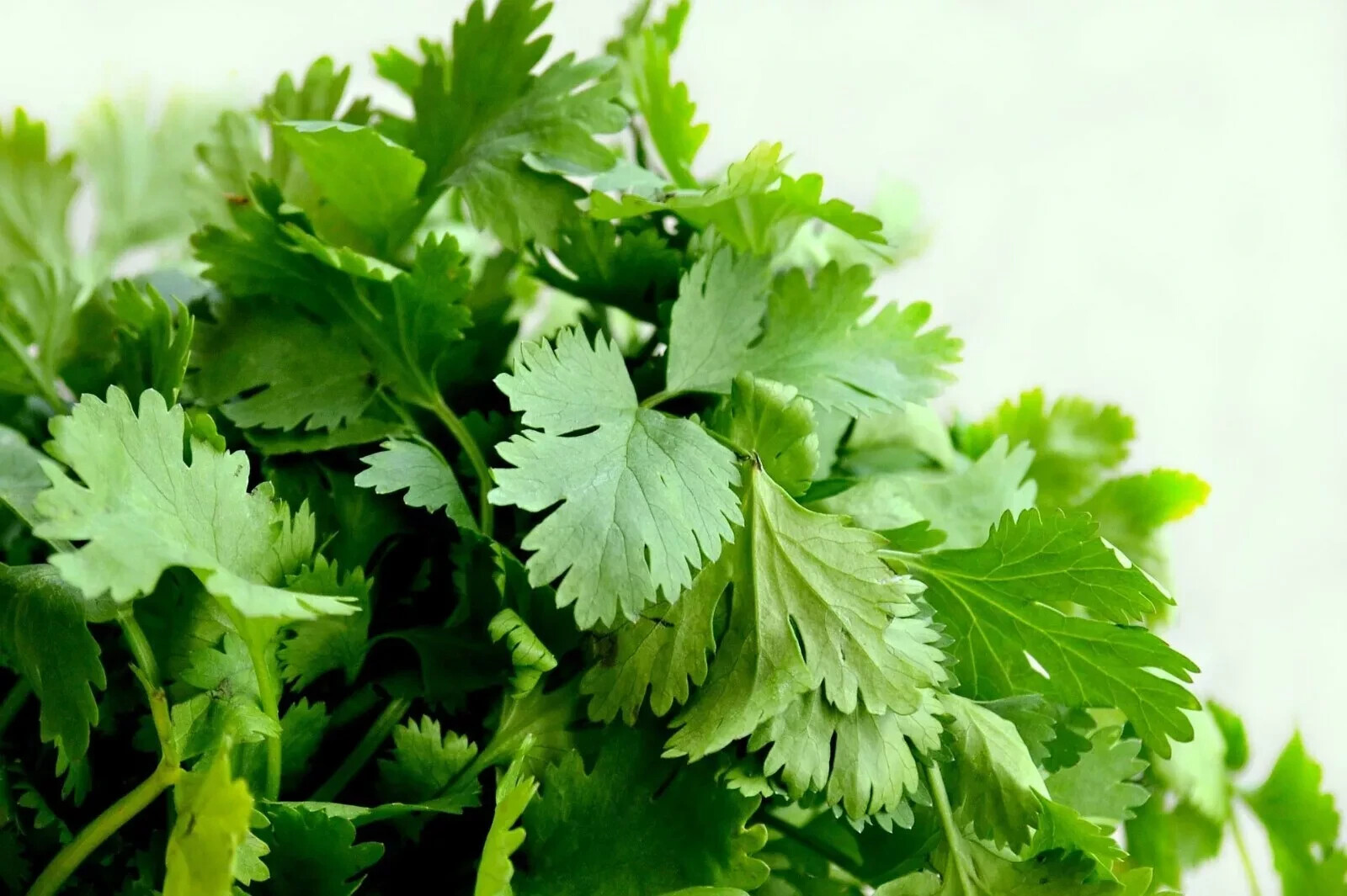 Cilantro Seeds (Split), Leisure Coriander, Oriental & Mexican Cuisine, 500+seeds