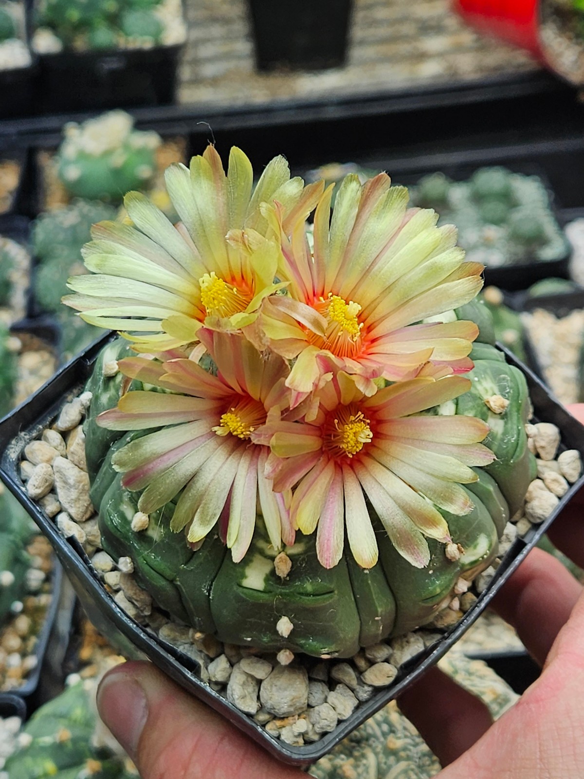 Astrophytum asterias “Mixed Cultivar” 100 Seeds