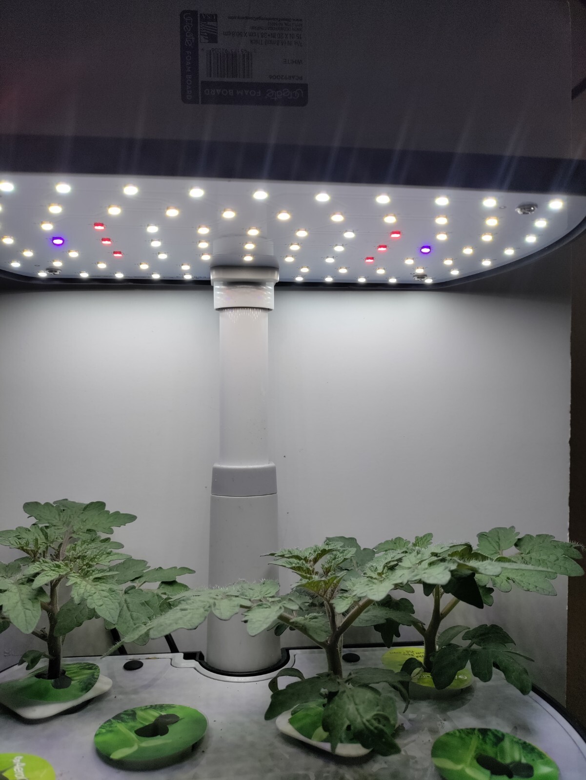 Heirloom Dwarf Tomatoes Blue Room-hydroponic, container, patio -Great Flavor