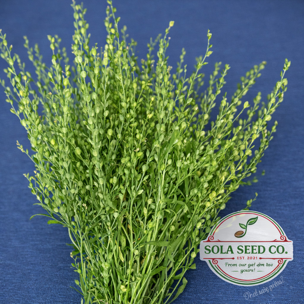 500 Persian Cress Seeds (Lepidium sativum) Heirloom Microgreen Fast Grow USA!