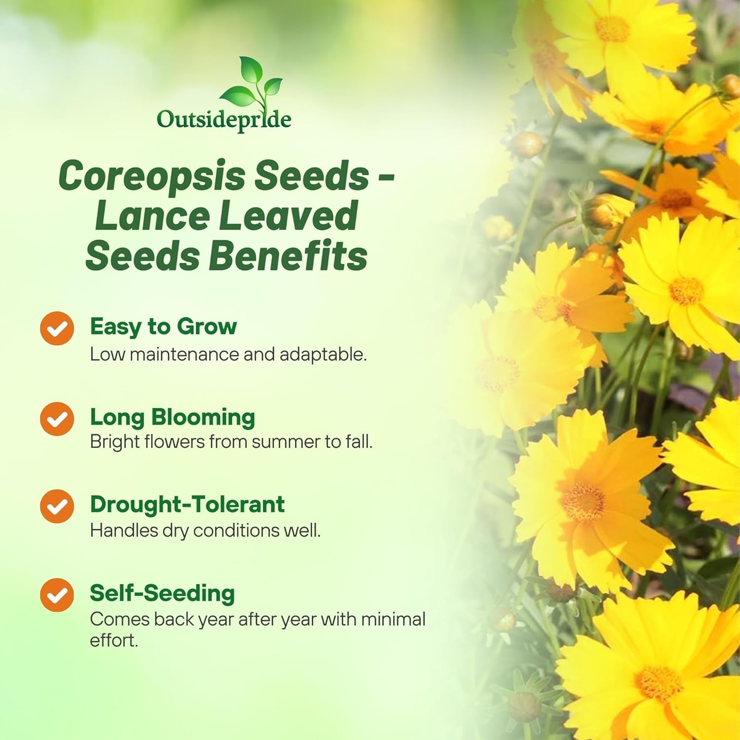 1 LB Yellow Lanceleaf Coreopsis Wild Flower Seed For Planting | Tolerant