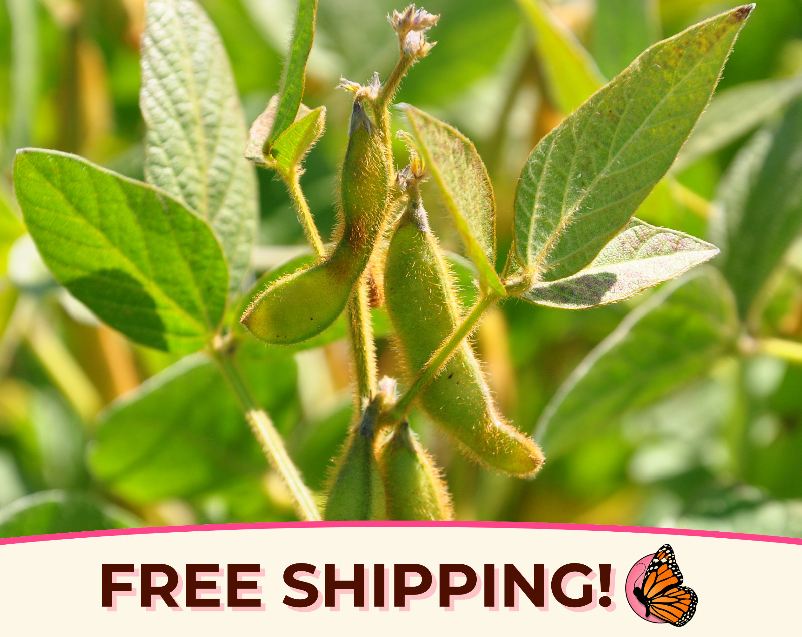 25+ Edamame Soybean Bean Seeds | Heirloom, Non-GMO, Vegetable Gardening Seeds