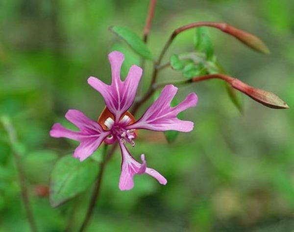 Clarkia concinna | Red or Pink Ribbons | 15 Seeds