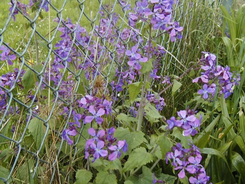 money plant, lunaria, silver dollar, 60 SEEDS! GroCo