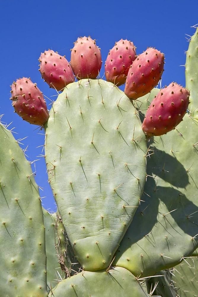 15 Seeds Pink Fruit Prickly Pear Cactus. 15 Semillas de Nopal Tunero ROSA