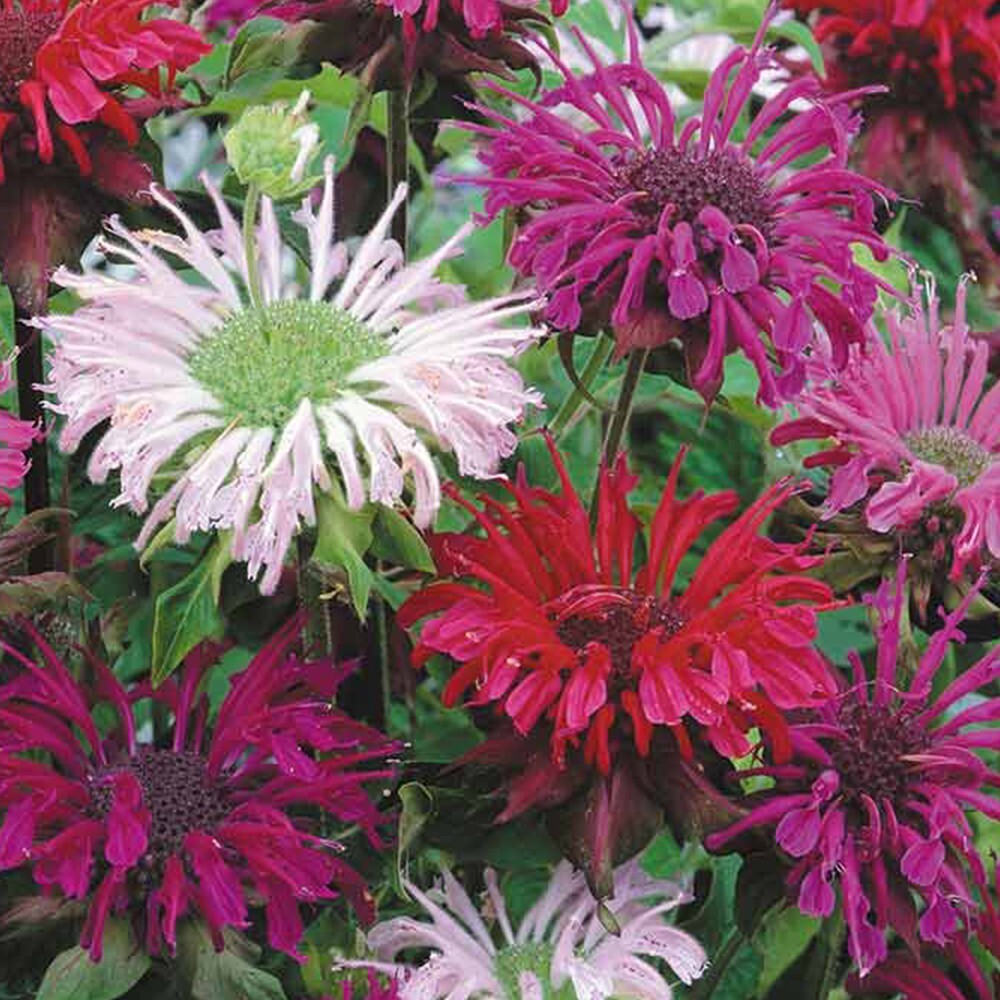 Monarda Panorama Mix, Bee Balm, 25 Seeds – Perennial Herb