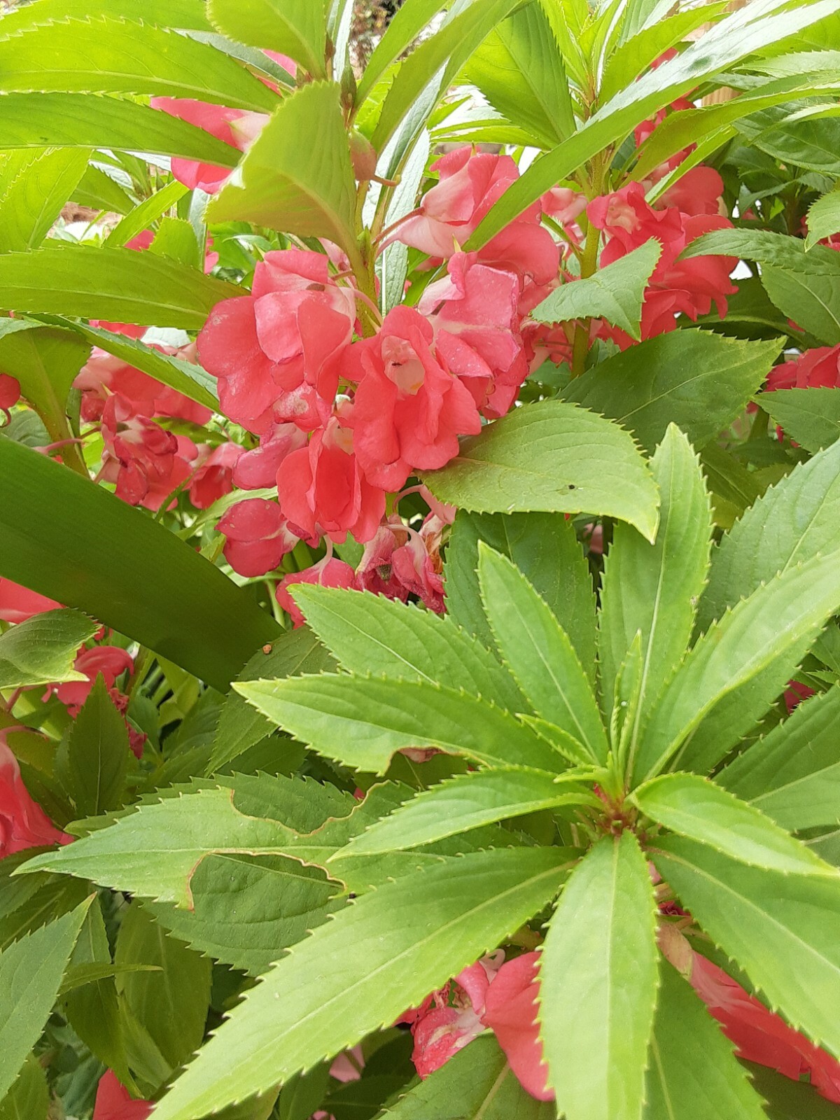 Semillas De Flor Belen (Varios colores ) (50+Seeds Various Colors)