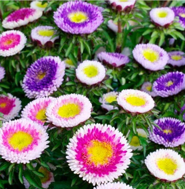 Aster NOVA Mix (Needle) Large Flowers Annual Bees Butterflies Non-GMO 200 Seeds!