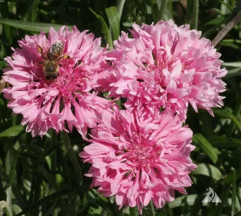 CORNFLOWER Bachelor Button Landscaper’s Bulk Pack Heirloom Non-GMO 1500 Seeds!