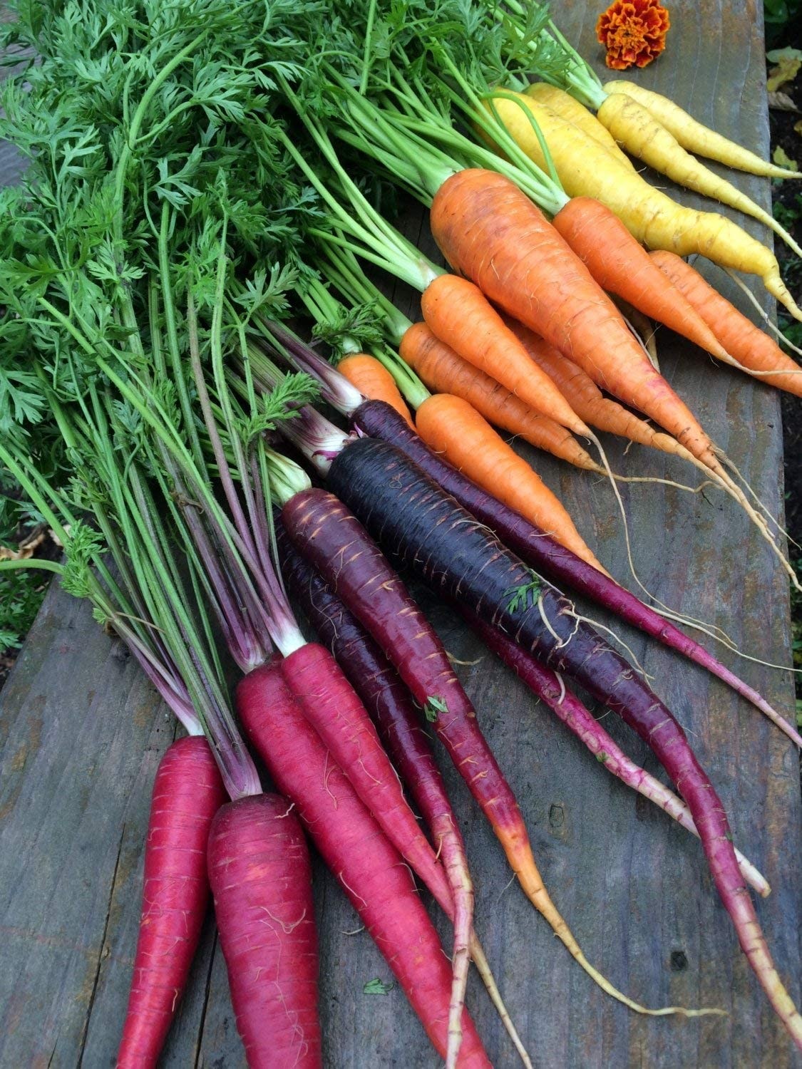Rainbow Mix Carrot Seeds | Purple Red Yellow Orange Kaleidoscope Blend Seed 2024
