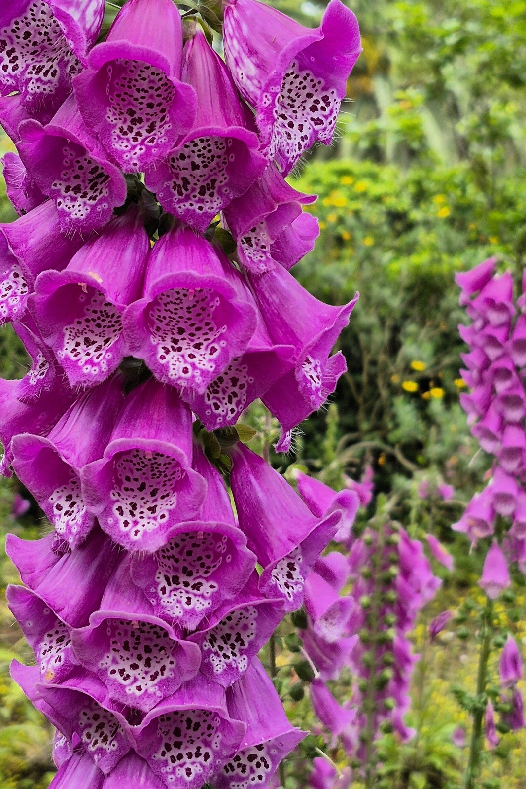 1000 Seeds MIXED FOXGLOVE Digitalis Purpurea Flower Seeds