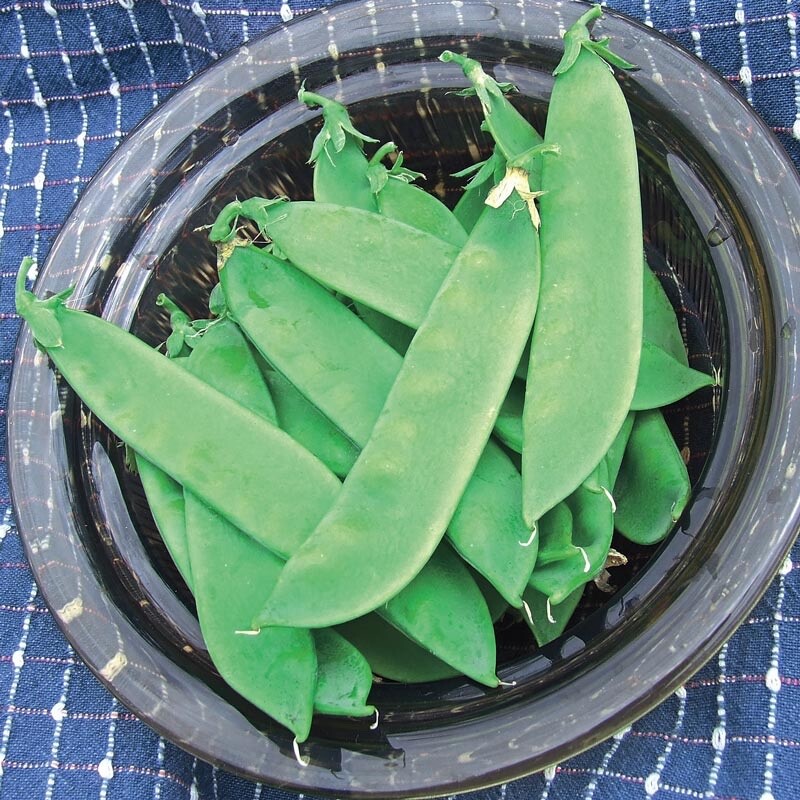 20 Organic Oregon Sugar Pod II Snow Pea Seeds, Non GMO