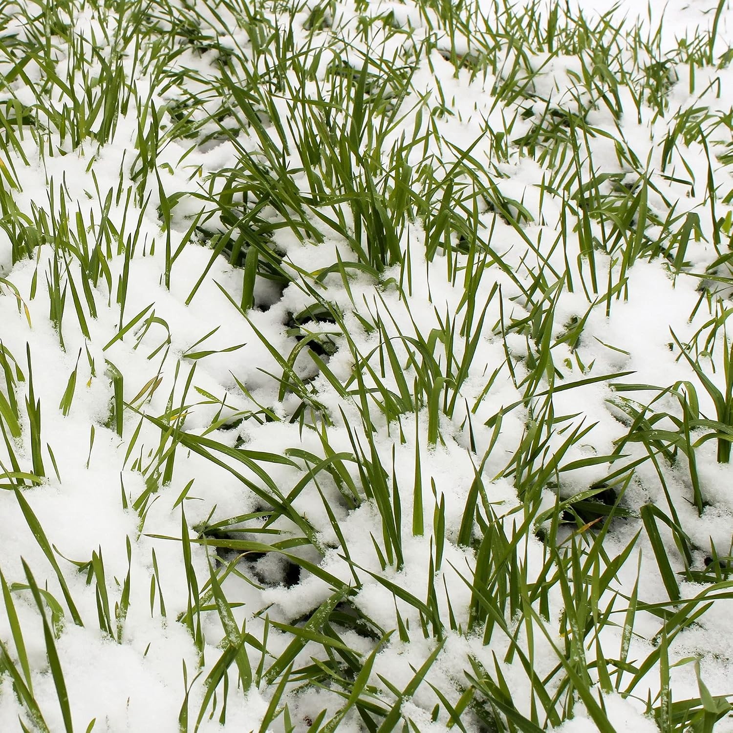 Mountain Valley Seed Co No-Till Winter Rye Seeds – 5 Lbs – Non-GMO Cover crop
