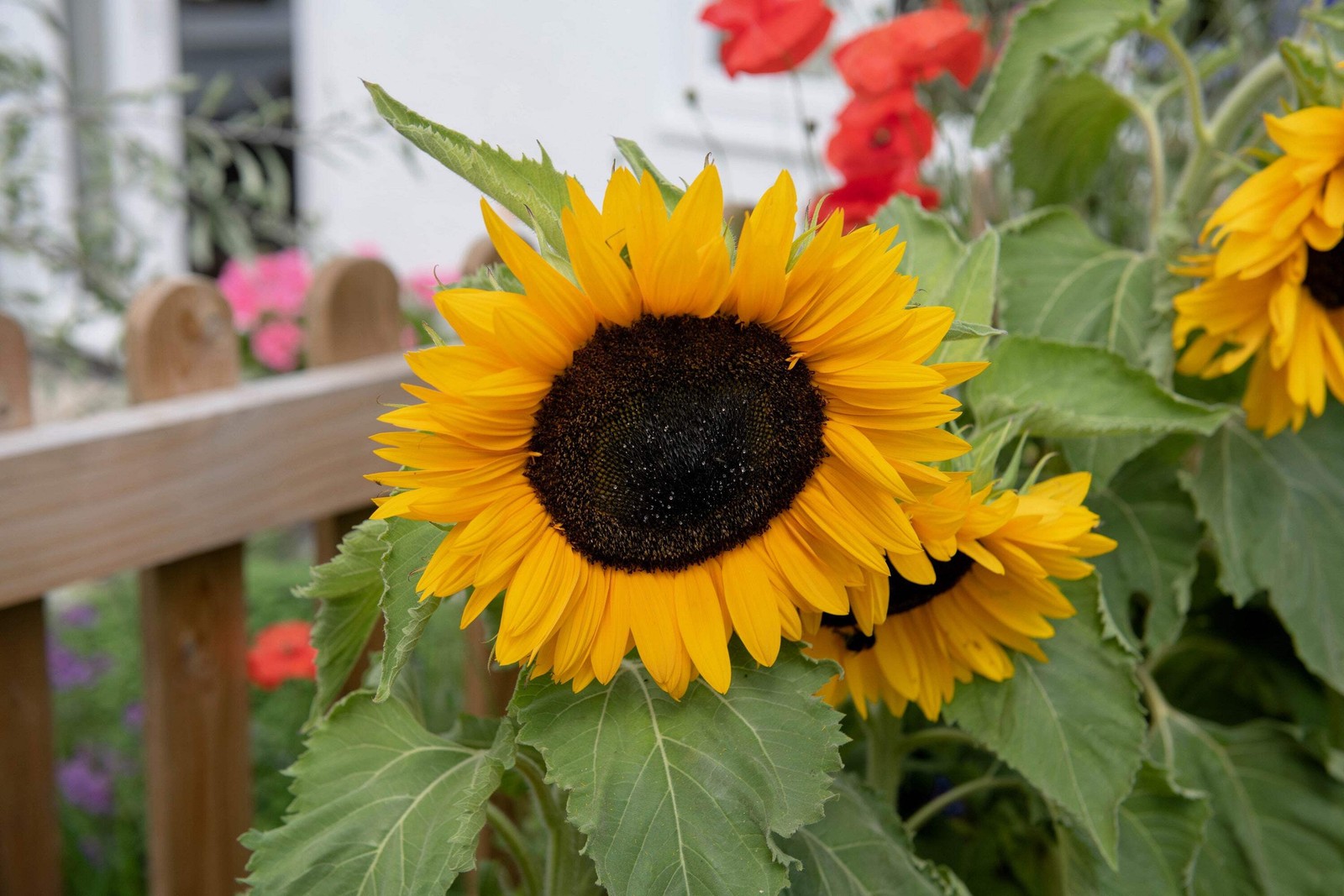 25 Dwarf SUNSPOT SUNFLOWER Helianthus Annuus Flower Seeds