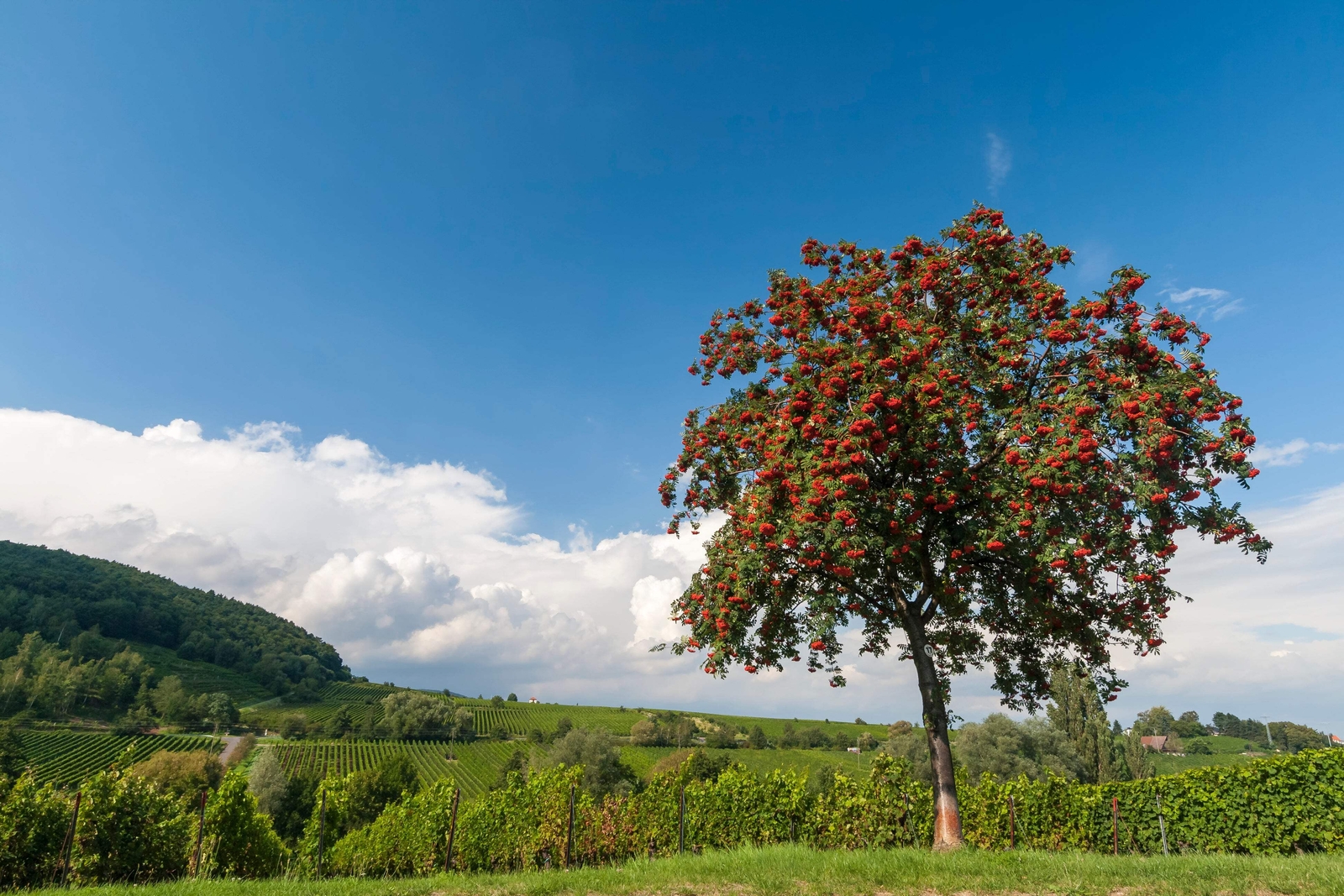 20 ASH TREE Mountain / Amur / Rowan – Sorbus Aucuparia Seeds