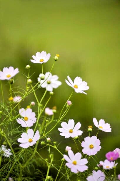 200 PURITY COSMOS SEEDS | SALE FREE SHIPPING NON GMO HEIRLOOM