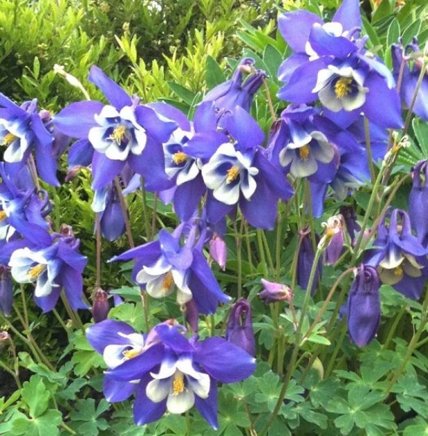 Columbine BLUE Perennial Native Spring Blooms Fall Planting Non-GMO 200 Seeds!
