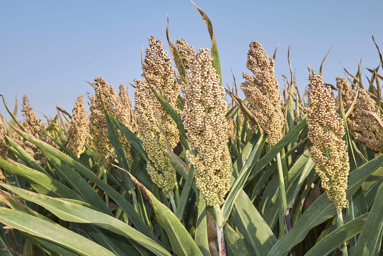 75 WHITE POPPING SORGHUM Bicolor Snack Vegetable Flour Grain Seeds *Combined S/H