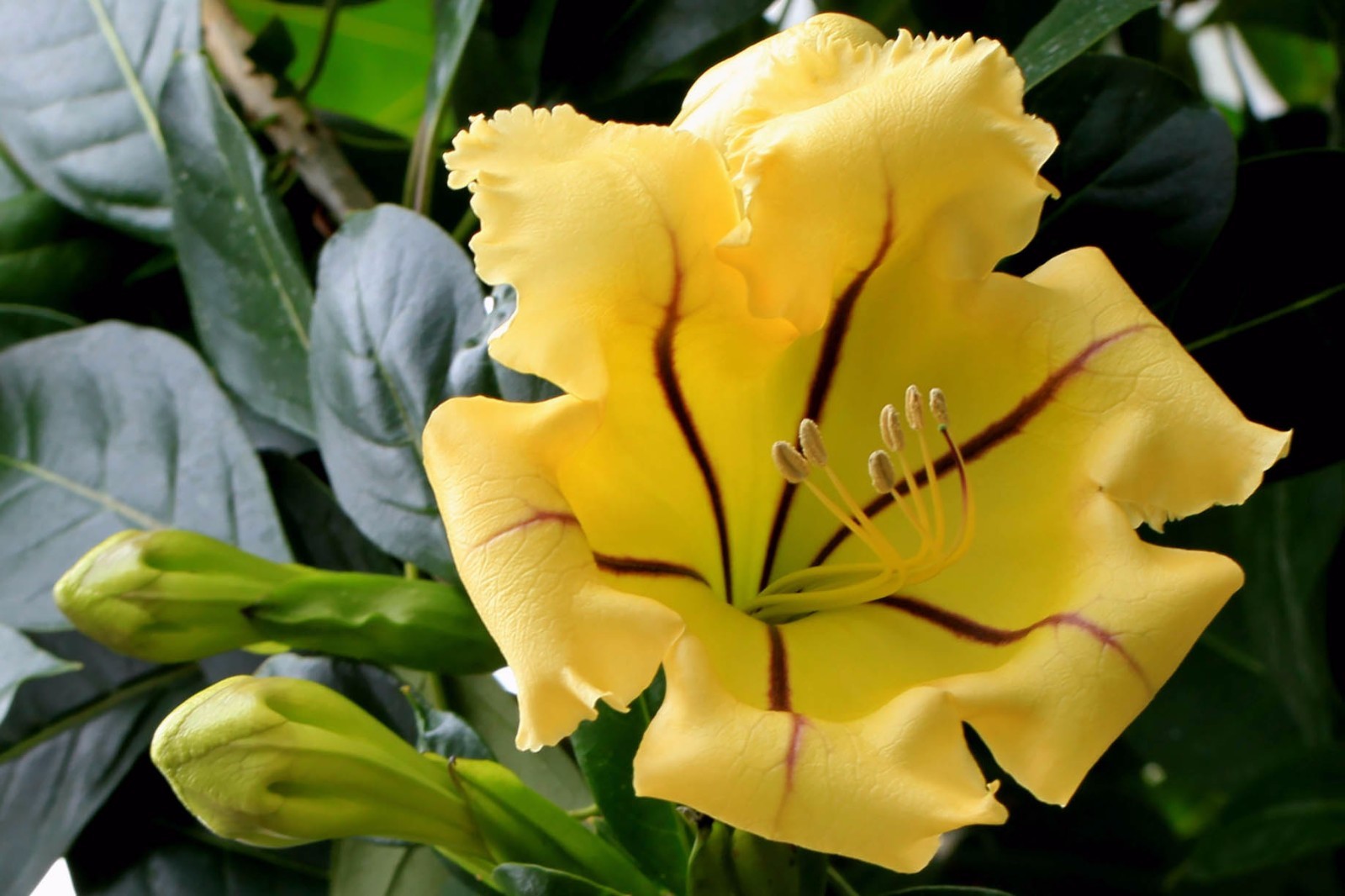 Cup of Gold Vine (Solandra maxima) Live Plant