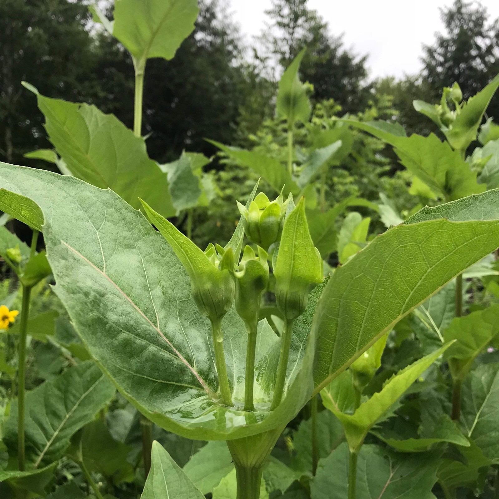 Cup Plant Seeds (Silphium perfoliatum) ~Native Wildflower Pollinator Garden