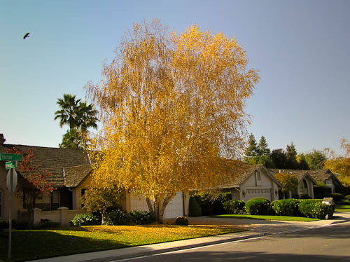 Weeping White Birch, (Silver Birch), Betula pendula alba, (Fast) Tree Seeds