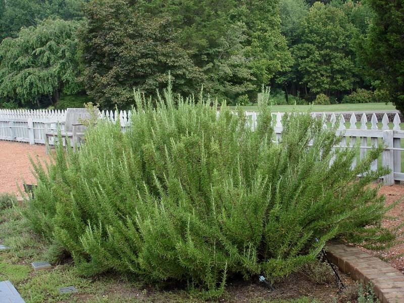 Rosemary Herb 50 Seeds Heirloom NON-GMO-Fresh Seeds-WONDERFUL AROMA