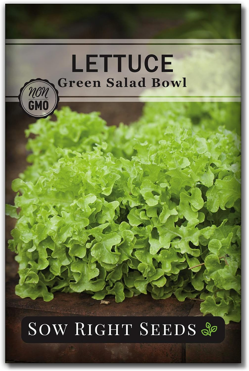 – Green Salad Bowl Lettuce Seeds for Planting – Ideal Spring or Fall Lettuce – G