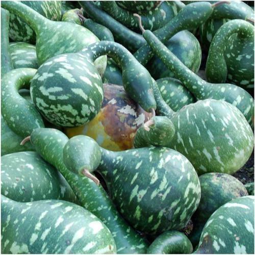Gourd Seeds Speckled Swan 5 Ct Bottle Goose NON-GMO USA SELLER FREE SHIPPING