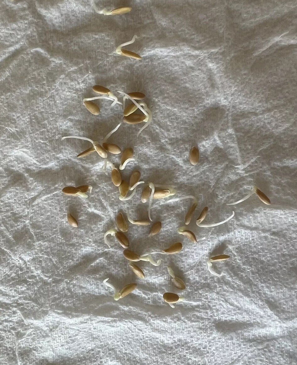 20+Premium Sweet honey melon Seeds 20多粒顶级绿皮绿瓤甜瓜，香瓜种子. 2023年产新种