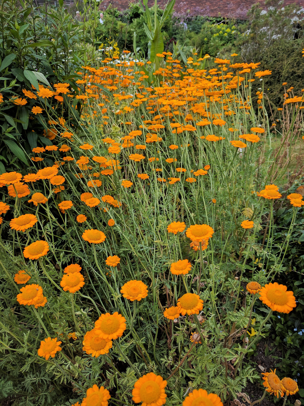 250 ORANGE MARGUERITE DAISY Anthemis Sancti-Johannis Chamomile Flower Herb Seeds