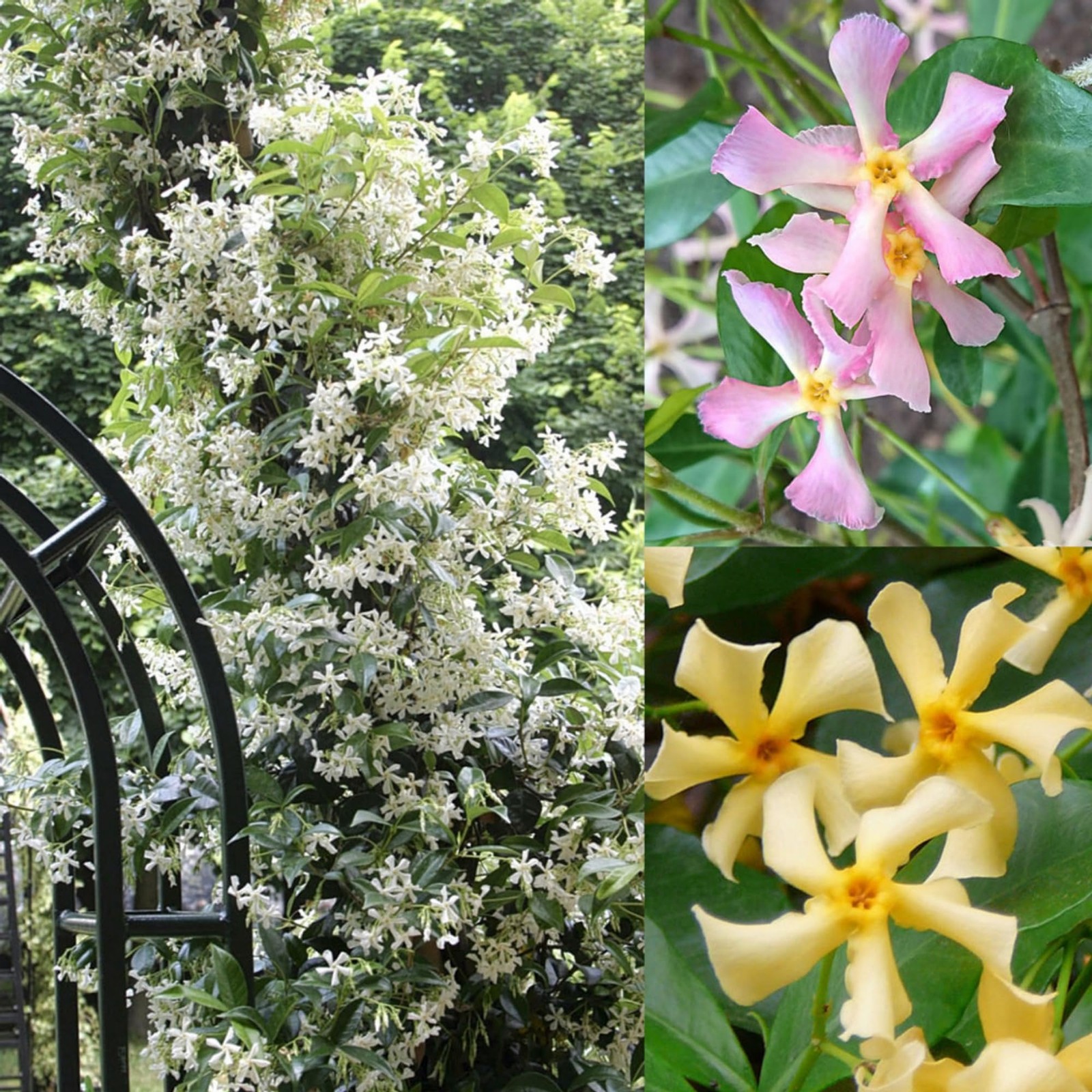 200+ Mixed Star Jasmine Flower Seeds – Non-GMO Climbing Fragrant Plant