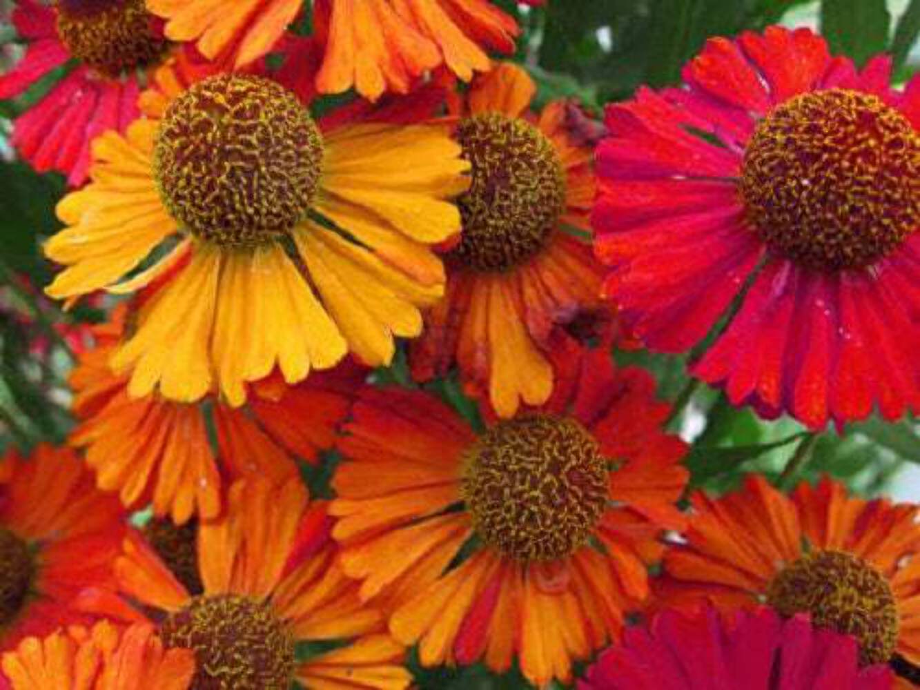 100 HELENIUM AUTUMN LEAVES Mix Helenium Autumnale Sneezeweed Flower Seeds