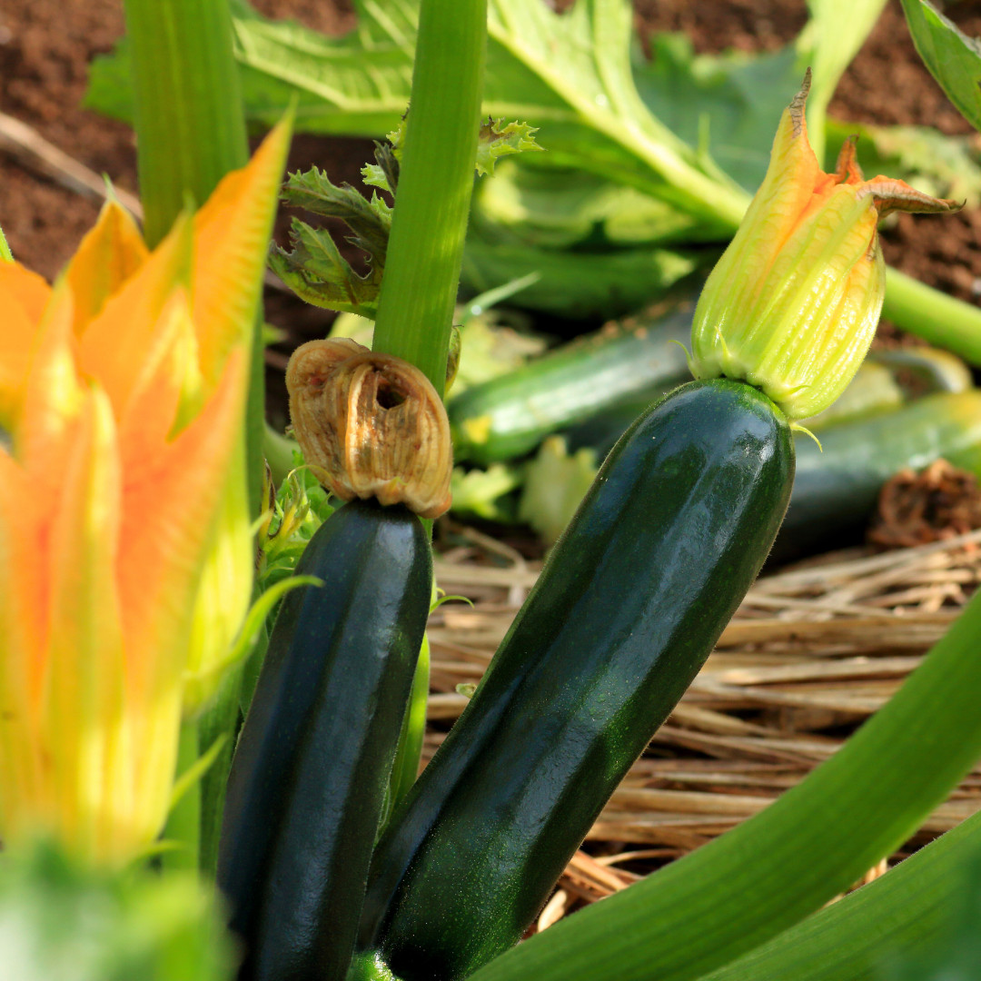Fresh Premium Black Beauty Zucchini Seeds | Heirloom Non-GMO | Vegetable Seeds