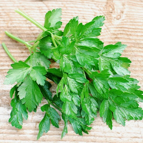 Italian Dark Green Parsley Seeds | Heirloom – Non-GMO | Free Shipping | 1135