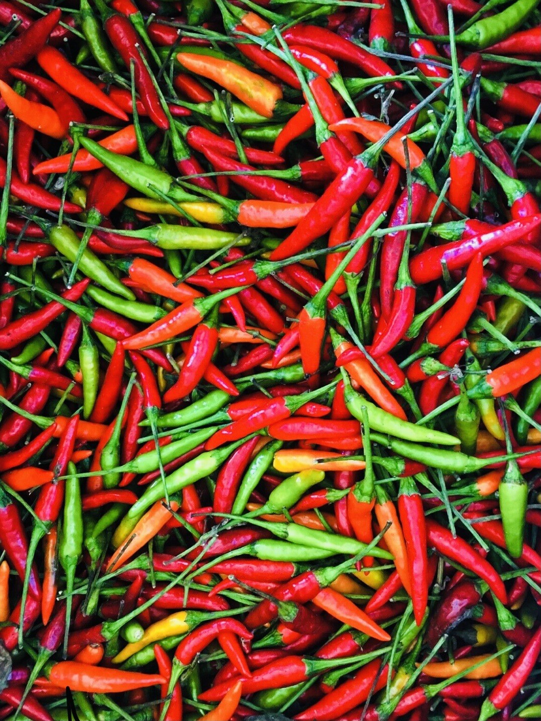 VARIETY PACK THAI CHILI PEPPER CHILE PEQUIN ANCHO PEPPER SEEDS FREE SHIPPING