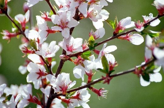 Nanking Chinese Dwarf Cherry Tree Seeds (Prunus tomentosa) Fruit Fast, Hardy-2